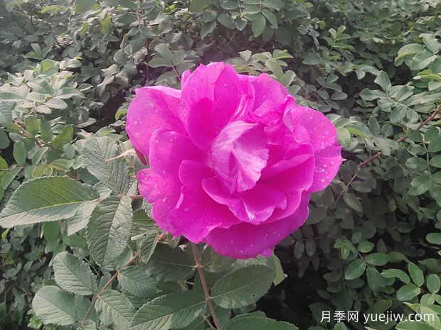 月季、玫瑰、薔薇分別是什么？如何區(qū)別？(圖3)