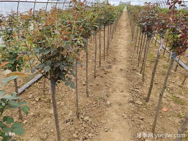 3公分薔薇桿砧木樹狀月季批發(fā)(圖1)