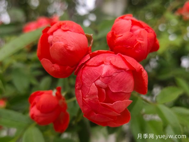 木香花花期有多長？一年開幾次花？(圖1)