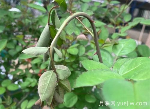 頸蜂，月季頭號蟲害(圖1)