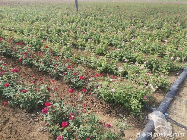 3月底月季花常見(jiàn)問(wèn)題與處理方法(圖2)