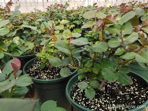 3月底月季花常見(jiàn)問(wèn)題與處理方法(圖3)