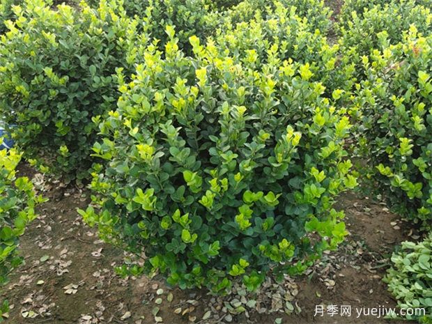 苗木九大傷根難題，你了解幾個？(圖1)