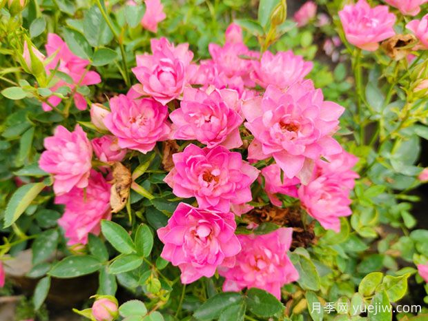 熱門網(wǎng)紅月季品種，一年能開8個月，花大香濃(圖3)
