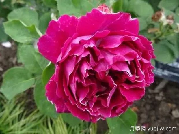 彼特男爵月季的優(yōu)缺點(diǎn)是什么？(圖1)