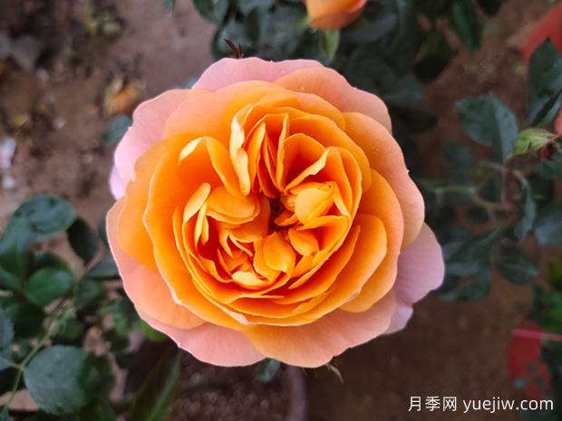 什么品種的月季花好看好養(yǎng)？ (圖1)