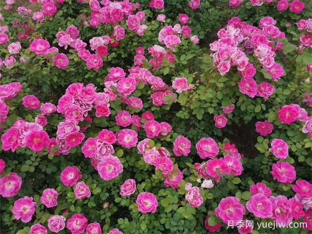 豐花月季和切花月季有什么區(qū)別？ (圖1)