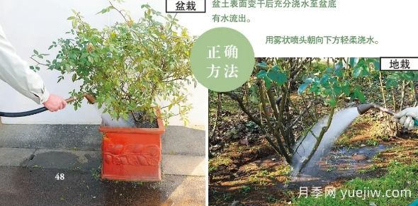 一文匯總種好月季的所有秘訣！(圖3)
