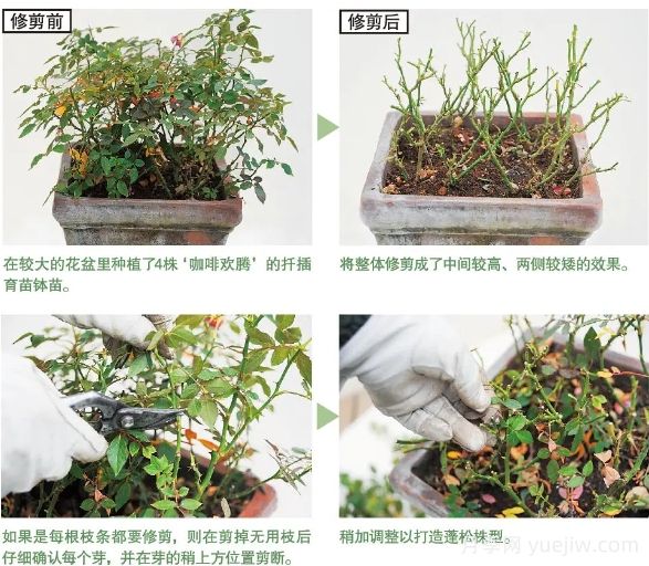 一文匯總種好月季的所有秘訣！(圖4)