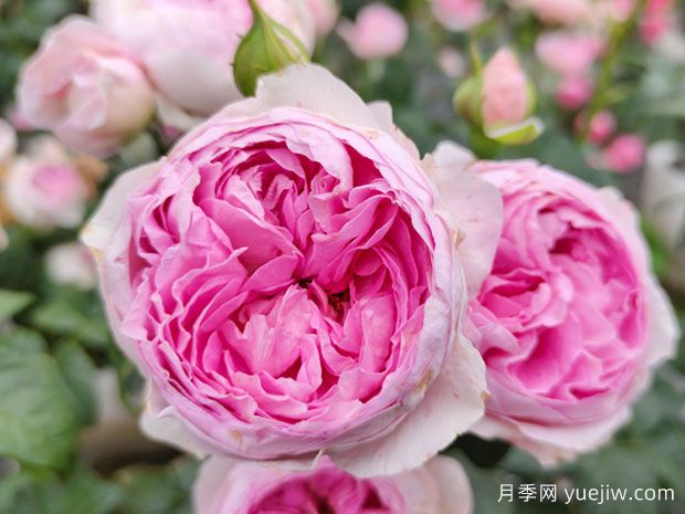 為什么你的盆栽盆栽不開(kāi)花？導(dǎo)致月季不開(kāi)花的原因(圖1)