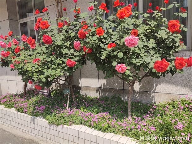 月季花在園林綠化中的妙用與養(yǎng)護技巧(圖3)