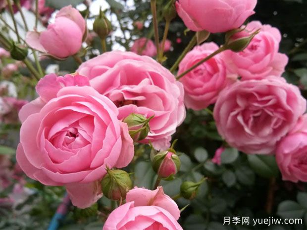 大游行、艾拉絨球、粉色達(dá)芬奇，藤本月季的比較(圖3)