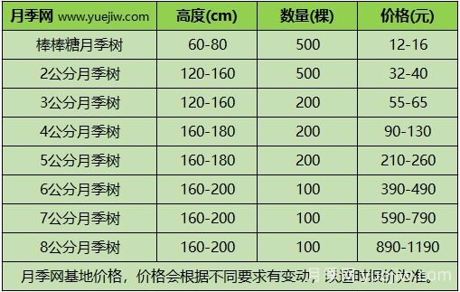 2024年不同規(guī)格月季樹多少錢一棵？樹狀月季價(jià)格表？(圖3)