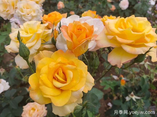 金獎(jiǎng)?wù)略录緝?yōu)缺點(diǎn)？適合新手養(yǎng)護(hù)嗎？(圖2)