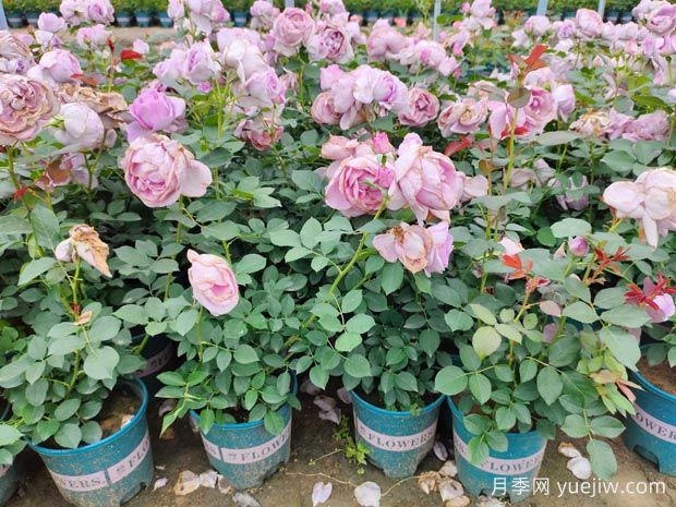 3月底月季花常見(jiàn)問(wèn)題總結(jié)與處理方法(圖1)