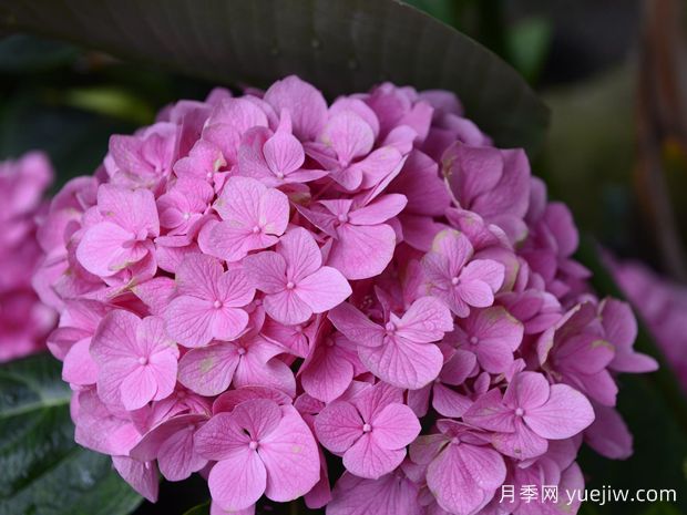 春季繡球小苗，7點打理辦法花開不停(圖1)