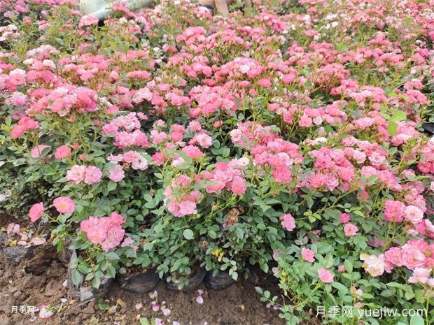 月季花大膽去追肥，以磷鉀肥為主促進(jìn)開花量(圖2)