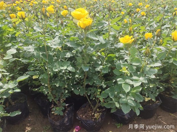 養(yǎng)護月季分清基肥、底肥和追肥，不盲養(yǎng)！(圖1)
