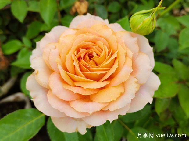 幾十個(gè)好看的月季花品種，看看有沒有你喜歡的(圖3)