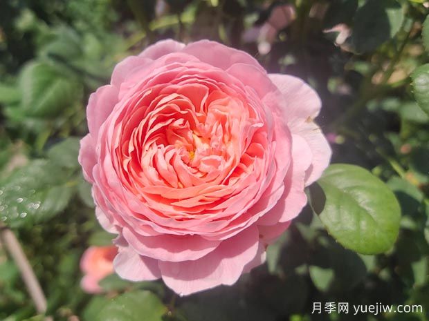瑞典女王月季(圖1)