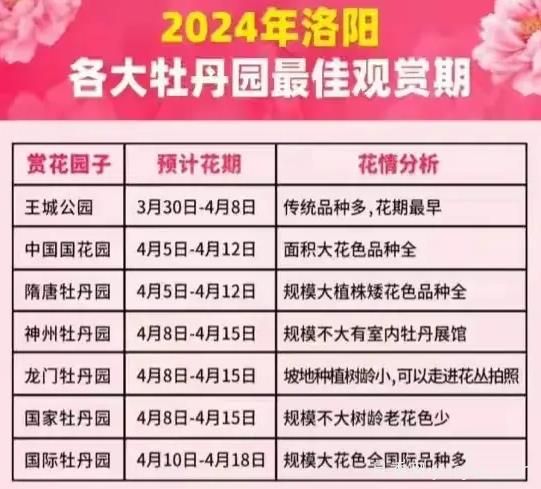 2024年洛陽牡丹絢爛綻放，誰與爭鋒？(圖1)
