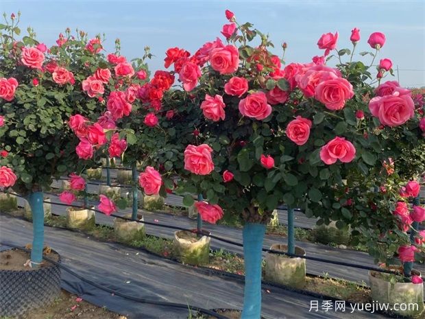 庭院一定要種植兩棵樹狀月季，花量大韻味十足(圖1)