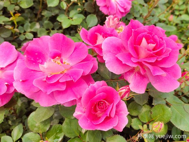 月季花的奧秘：種植、養(yǎng)護(hù)與注意事項(xiàng)(圖1)