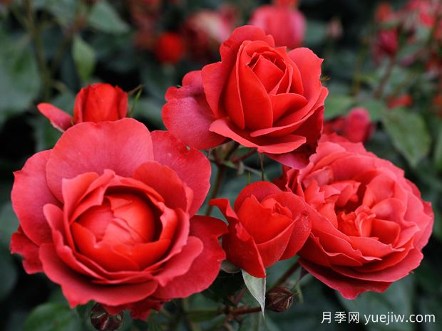 21朵玫瑰：不只是浪漫，還藏著這些深意(圖1)