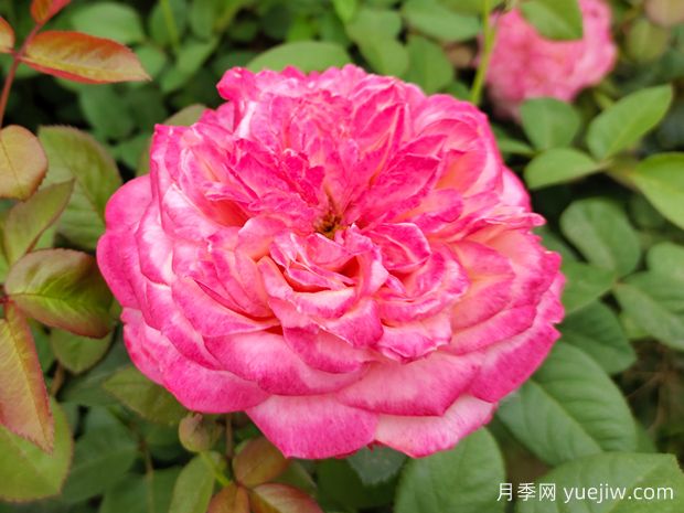 花園植物三姐妹：月季、繡球、鐵線蓮(圖1)