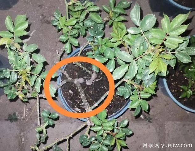 月季怎么抹芽？詳細(xì)教程來啦，照著做，爆花很簡單(圖2)