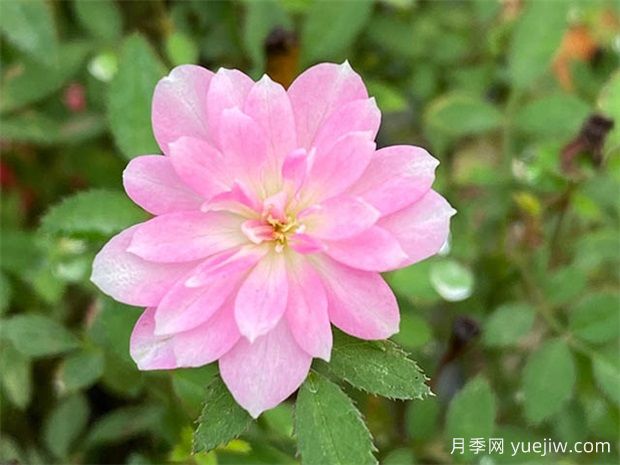 陽臺上***好養(yǎng)的月季，不是果汁陽臺(圖2)