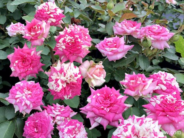 清明過(guò)后，給月季花喂點(diǎn)魚(yú)骨頭，根壯葉綠猛開(kāi)花(圖1)