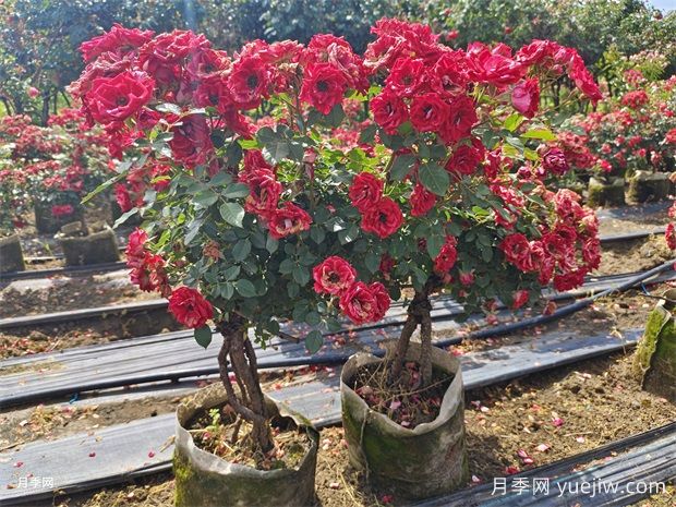 月季葉子發(fā)黃？牢記這4點(diǎn)，讓它茁壯成長花開滿枝(圖2)