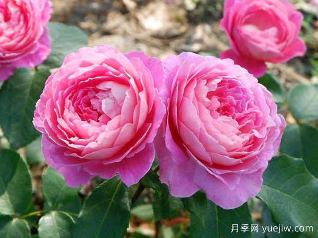花宮娜月季完美，美麗勤花濃香抗病(圖1)