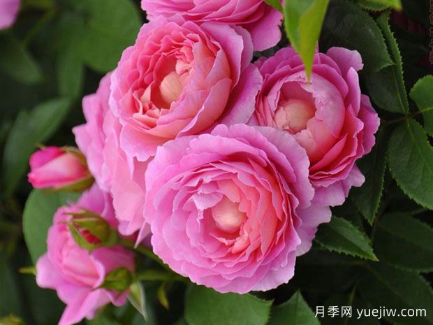 花宮娜月季完美，美麗勤花濃香抗病(圖2)