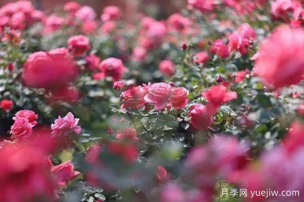 昆明大觀公園南園月季花進入盛花期(圖2)