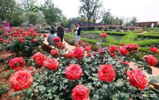 昆明大觀公園南園月季花進入盛花期(圖1)