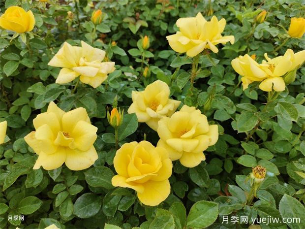 5個(gè)優(yōu)秀園林綠化豐花月季品種(圖3)