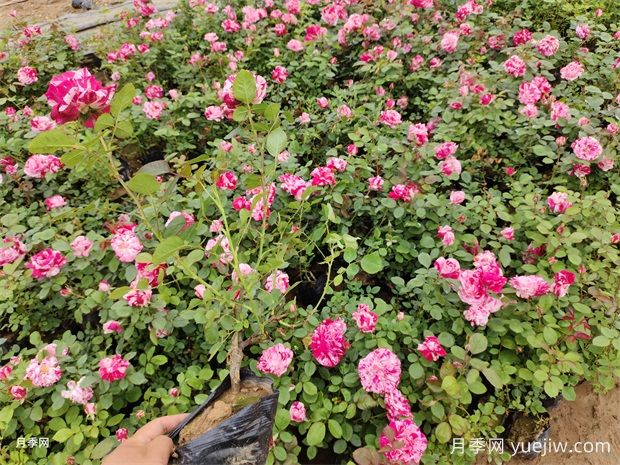 盆栽節(jié)日禮花大花條紋復色月季苗供應(yīng)(圖3)