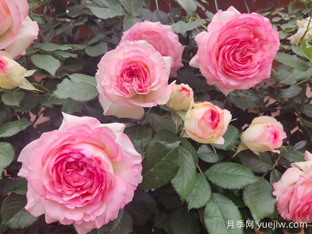 非常漂亮的9種月季花，各具特色絢麗多彩(圖1)