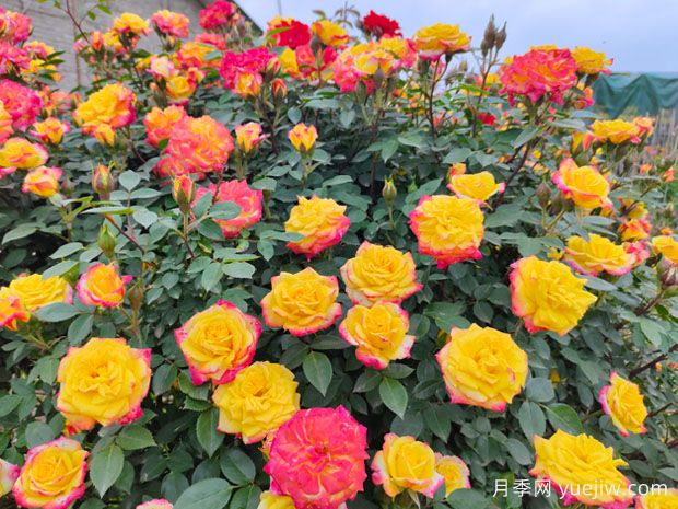非常漂亮的9種月季花，各具特色絢麗多彩(圖4)