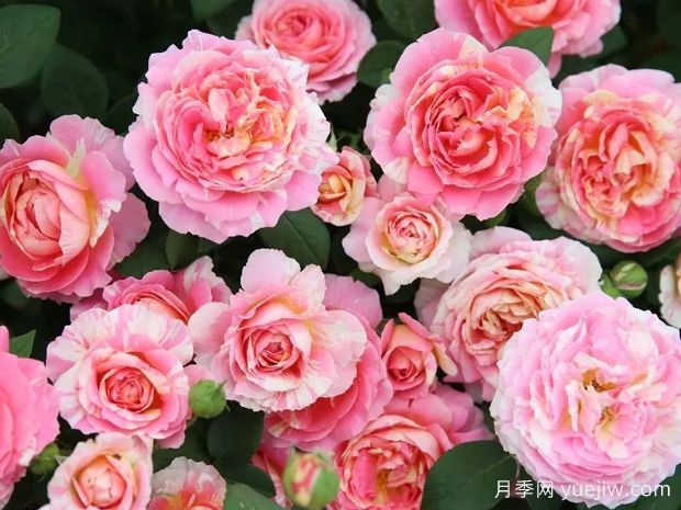 非常漂亮的9種月季花，各具特色絢麗多彩(圖2)