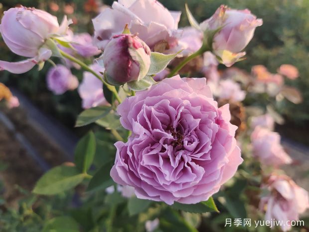 玫瑰花如何拍照？學(xué)會(huì)技巧，輕松拍出高級感(圖1)