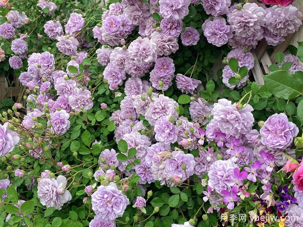 適合陽臺的藍色陰雨小型藤本月季，陽臺變花墻(圖2)
