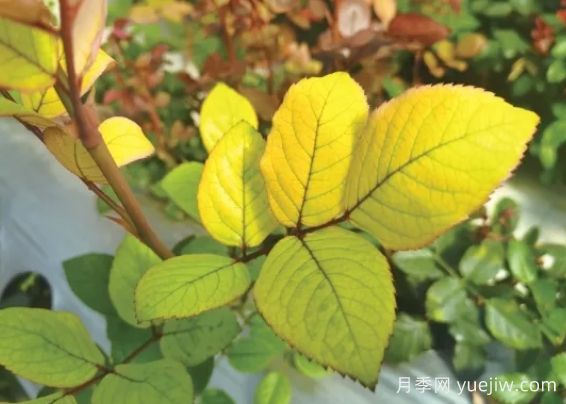 月季生病怎么辦？學(xué)會(huì)觀葉識(shí)病，自己也能輕松診斷！(圖1)