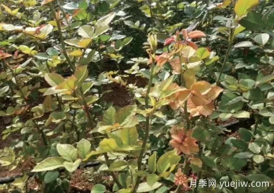 月季生病怎么辦？學(xué)會(huì)觀葉識(shí)病，自己也能輕松診斷！(圖3)