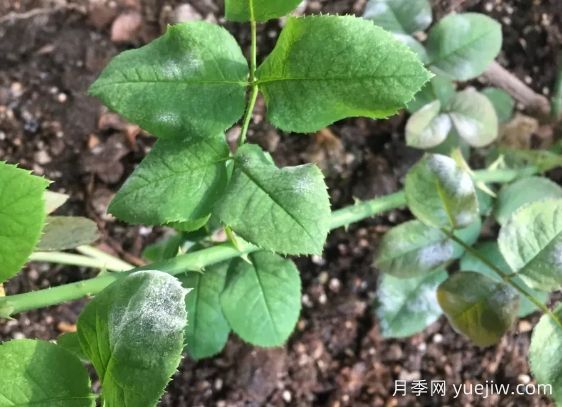 月季得了白粉病，一定要及時(shí)治療，否則沒花看(圖1)