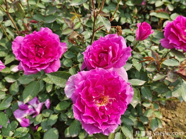 養(yǎng)月季花，離不開松樹皮，泥炭配松樹皮，固根性非常好(圖1)