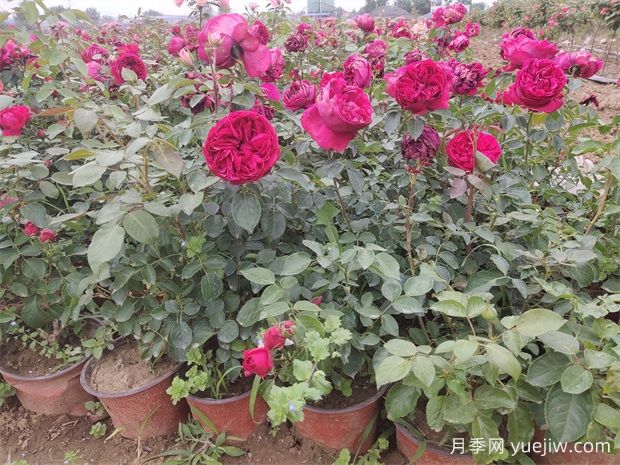 月季花的葉子究竟長什么樣？(圖1)