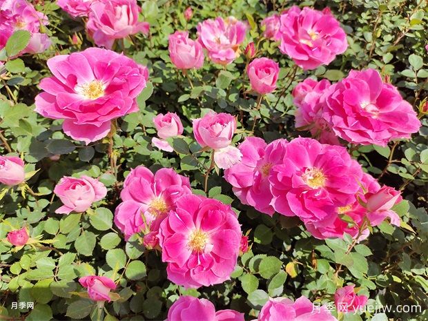 月季花不好養(yǎng)！那是因?yàn)槟銢]有掌握這幾個(gè)方法(圖1)